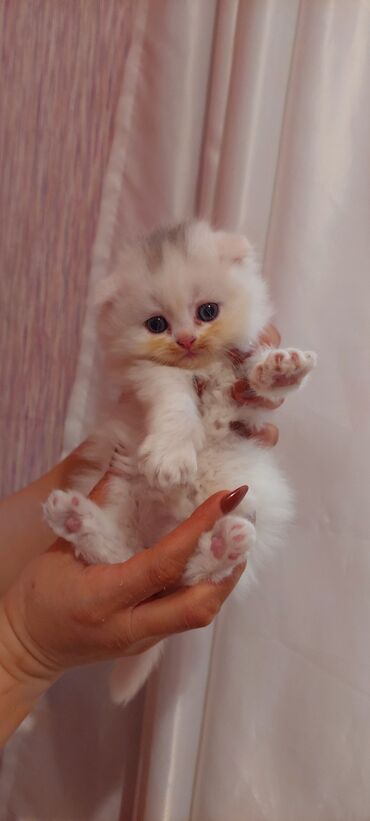 самюн ван в душанбе: Şotland, Erkək, Pulsuz çatdırılma