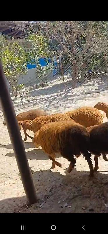 ətlik dovşan: Erkək,Dişi Quzular Satılır📍Diri Çəkisi 10manatdan stitqasız,diri — 5
