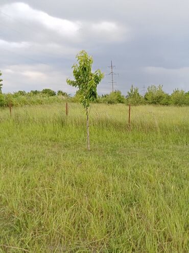 türkanda torpaq: 16 sot, Kupça (Çıxarış)