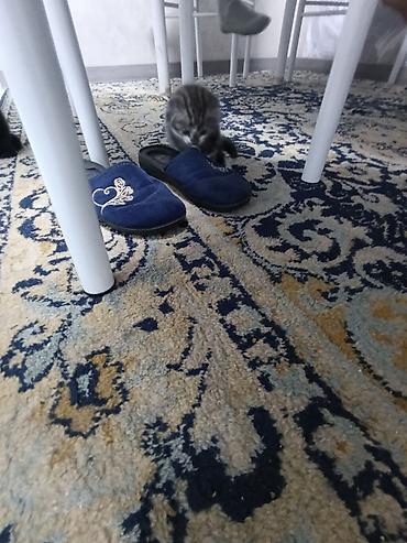 Котята 
Им 1.5 месяца Шотландские Веслоухие котята оба мальчики