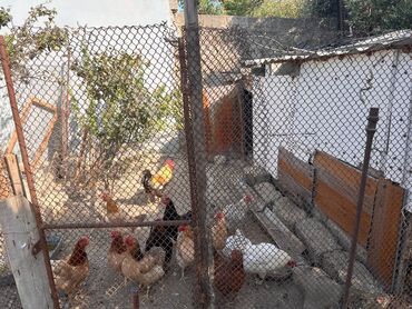 12 Toyuq 1 xoruz hamisi bir yerde 120 manat