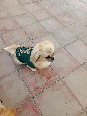 İtlər: Pekines, 1 il, Peyvəndli — 8