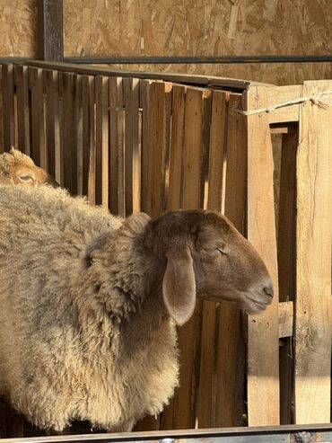 Баран, овца: Продаю | Овца (самка) | Для разведения | Ярка — 11