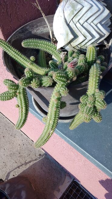 Kaktus: Kaktusi – više vrsta (Opuntia i Mammillaria) - Opuntia (indijske — 14