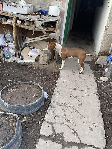 Продажа собак: Питбуль, 8 месяцев, Самка, С прививкой — 2