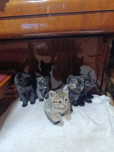 black cat: Котята. Ищем котятам надёжный,любящий дом. Детки нашей кошки😊. Им 2 — 2