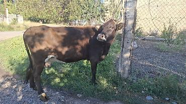 гисар матки: Продаю | Корова (самка) | Алатауская | Для разведения, Для молока | Стельные — 4