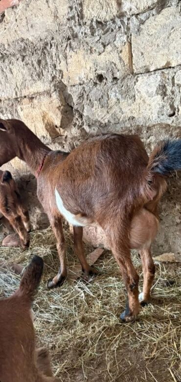 ereb keçisi: Dişi, Alpine, il: 1, Südlük
