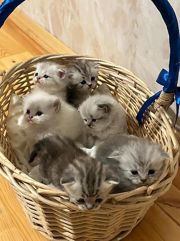 Pişiklər: Britan, Erkək, Dişi, Yaxşı əllərə, Ünvandan götürmə, Pulsuz çatdırılma, Ödənişli çatdırılma — 5