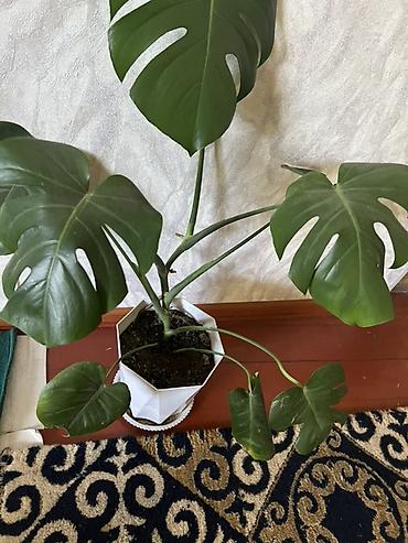 офисный столь: Комнатные растения - Монстера делициоза (Monstera deliciosa) в — 1