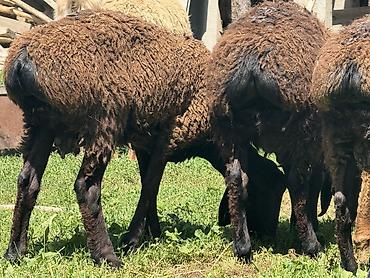 Баран, овца: Продаю | Баран (самец) at lalafo.kg — 6 Баран, овца: Продаю | Баран (самец) — 6