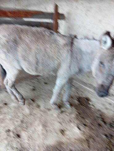 сколько стоит порода собаки доберман: Осёл (самец) серо-рыжего окраса. - Назначение: рабочий