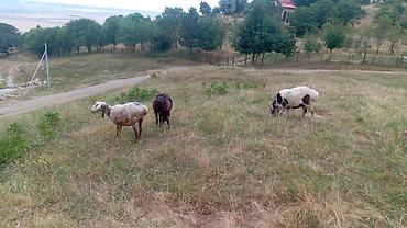 halep kecisi satilir: 7 baş Qazaxıstan sortu dişi qoyun satılır. 6-sı ikinci qarına boğaz — 4