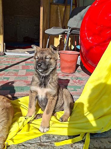 Отдам даром собаку: Собака даром: Дворняжка, 3 месяца, Самец at lalafo.kg — 9 Отдам даром собаку: Собака даром: Дворняжка, 3 месяца, Самец — 9