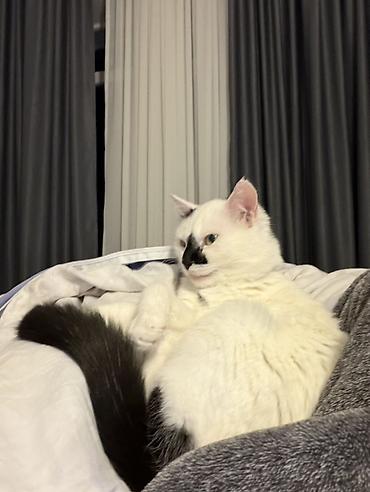 Отдам даром кошку: Кошка даром: Беспородная, более 5 лет, Мальчик — 4