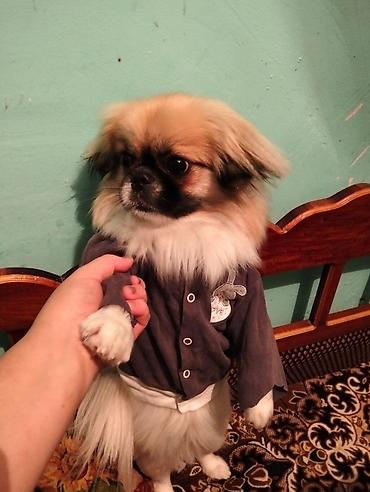 ağ itlər: Pekines, 1 il, Dişi, Ünvandan götürmə — 7