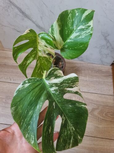 Филодендроны: Сциндапсусы,сансевиерии ва,алоказия,бегония макулата монстера — 18