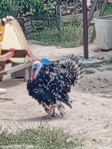 Digər quşlar: Digər quşlar