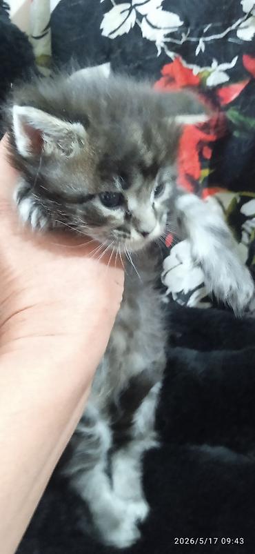 Продажа кошек: Мейн-кун, 1 месяц, Мальчик at lalafo.kg — 7 Продажа кошек: Мейн-кун, 1 месяц, Мальчик — 7