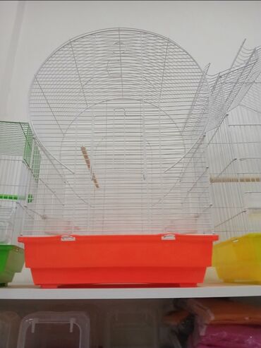 Tutuquşları: Her novde qefeslermiz var satisda maraqlamaq isdeyen elaqe saxlaya -da lalafo.az — 10 Tutuquşları: Her novde qefeslermiz var satisda maraqlamaq isdeyen elaqe saxlaya — 10