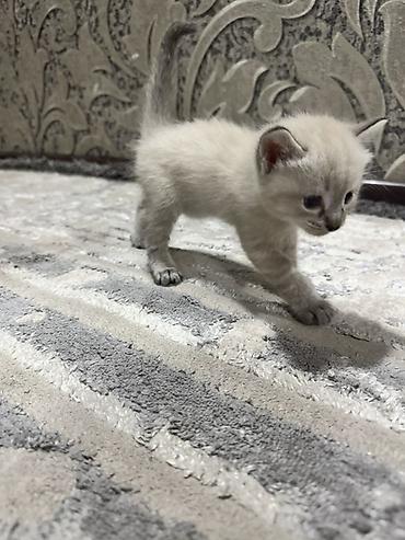 котята коротколапые: Котята, домашнее выращивание. - Окрас: два короткошёрстных тигровых — 3