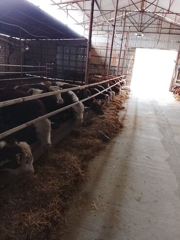 Dana, buzov: Hereford tipli ətlik danalar – fermadan - Şəkildəki bağlamalı fermada — 3