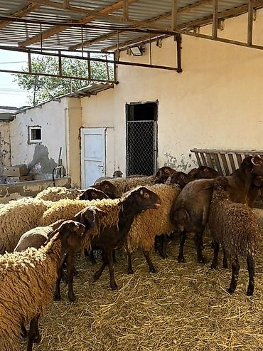 Qoyunlar, qoçlar: Razilaşma yoluilə — 5