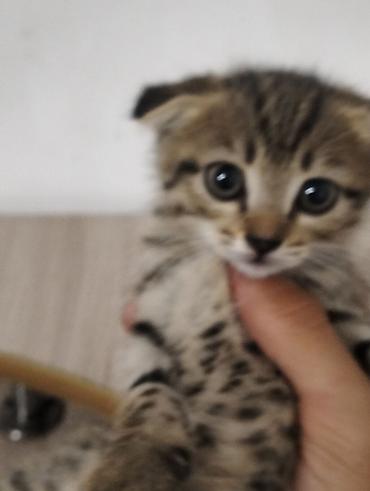 кошка пушистая: Скотиш Фолд (Шотландская вислоухая), 2 месяца, Девочка, Приучена к лотку — 2