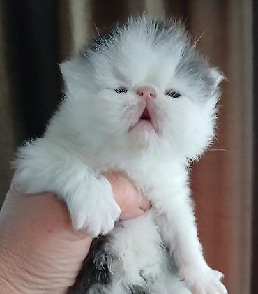 Продажа кошек: Персидский котёнок. Эксклюзив ! Шикарная персидская кошечка в — 4