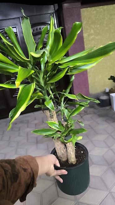 ме: Комнатные растения в горшках 1) Драцена fragrans (кордилина) – куст — 2