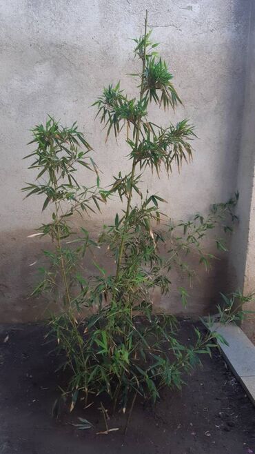 dekorativ bitkilər: Продаю ростки бамбука. Можно выращивать как в саду в качестве декора