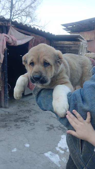 Продажа собак: Щенки Алабай Две большие по 8000 остальные по 6000?рас: палевый с — 3