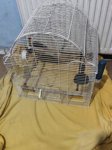 Tutuquşları: Nymph parakit (cockatiel) – boz-sarı rəngli, başında sarı çələk və — 13