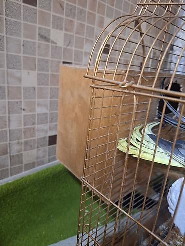 quş yuvasi: Nimfa (cockatiel) cütü və qəfəs dəsti - Növ: Nimfa (cockatiel) – sarı — 3