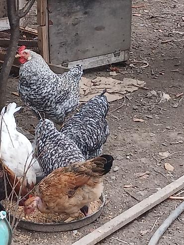 heyrati yumurtasi satilir: Toyuq, Yumurtalıq — 1