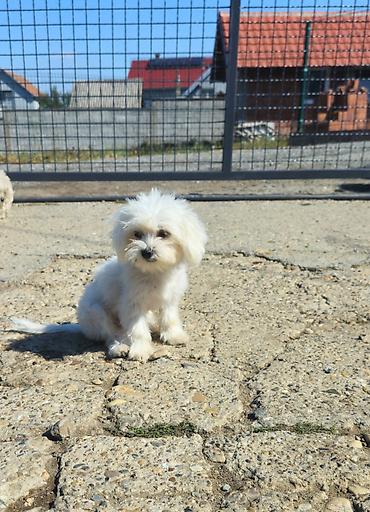 Pets & Animals: Na prodaju minijaturna zenkica maltezera starosti 6 meseci. Jako,jako — 2