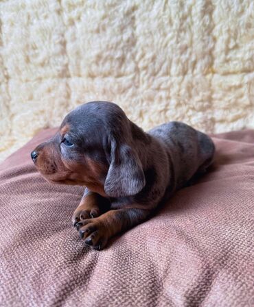 Psi: Jaze malog rasta oštenjene 23.08.2025.Uvezena genetika iz — 2