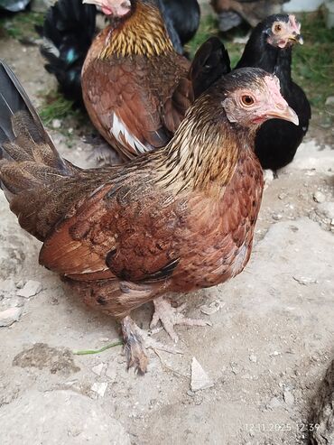 Toyuqlar: Toyuq, Damazlıq, Ünvandan götürmə — 13