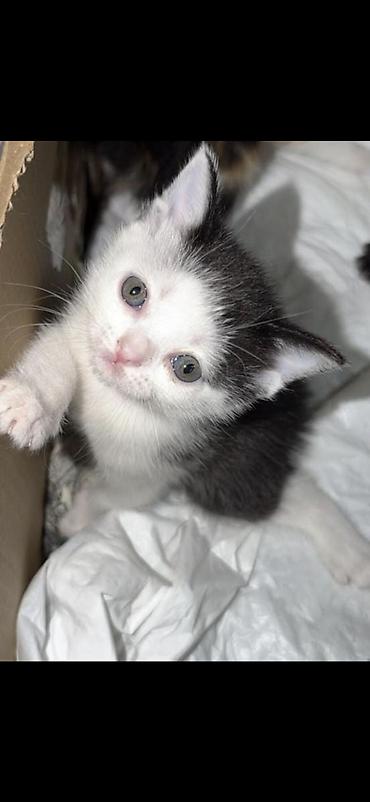 Кошки: Британская короткошёрстная, 1 месяц, Мальчик, Биколор, Метис — 4