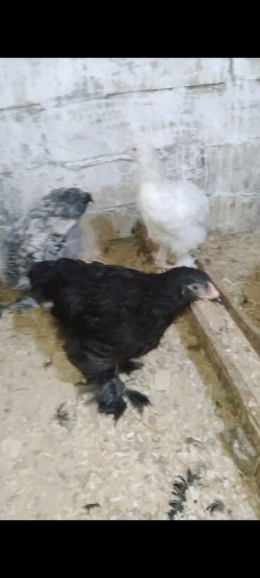 Cücələr: Toyuq cücələri, Damazlıq — 3