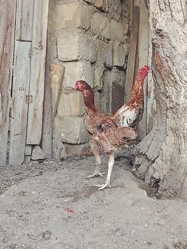quban toyuqlari: Toyuq cücələri, Damazlıq — 3