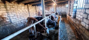 Dana, buzov: 4 erkey 1 dışı dana satiram.mallar Qusar rayonundadi.diri çekileri 210 — 1