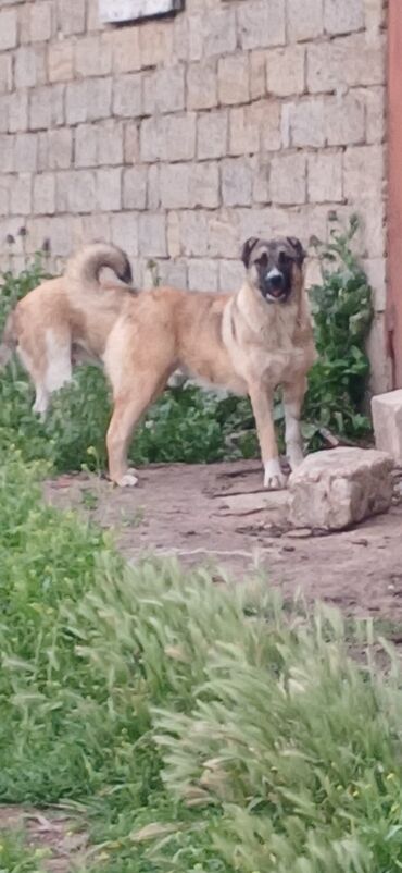 itlerin sekisi: Qurdbasar, 8 ay, Dişi, Peyvəndli, Ödənişli çatdırılma, Rayonlara çatdırılma