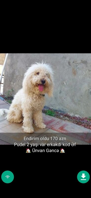 İtlər: 3 ay, Dişi, Peyvəndli — 12