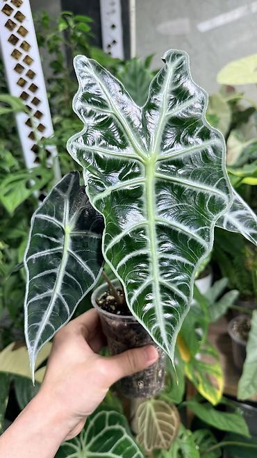 Диффенбахии: Диффенбахия Тропик Сноу 2000с Посажен в хороший грунт, не привозной — 8