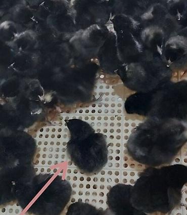 dekorativ toyuq: Toyuq, Australorp, Damazlıq, Ünvandan götürmə, Pulsuz çatdırılma, Ödənişli çatdırılma — 5