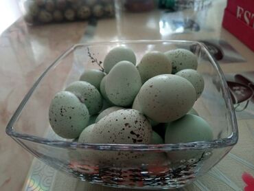 активированный уголь волнистому попугаю: Бөдөнө жумурткасы Перепелиные яйца Пищевые - 6. сом Инкубационные -
