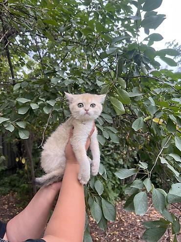 котенок сфинкса: Котёнок с короткой шерстьюшикарная девочка .кремово‑рыжего окраса с — 1