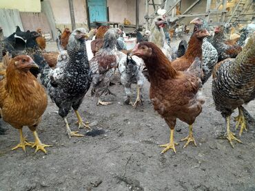 домашние попугаи корелла: Продаю цыплят, 4 месяца 150 штук пропойка своевременно