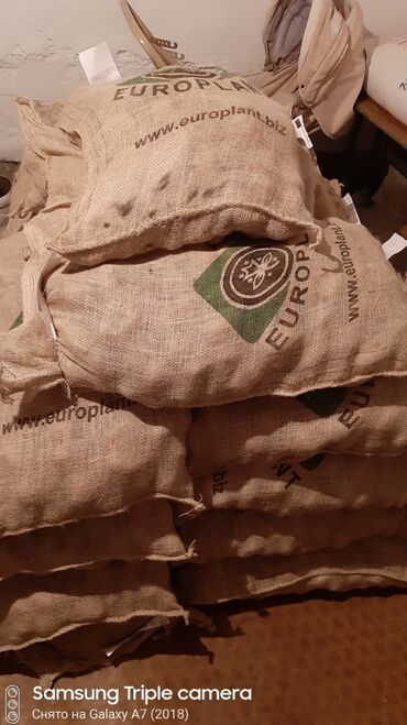 саженцы петунии: Продаю семенной картошку сорта Джели 2021года есть сертификат